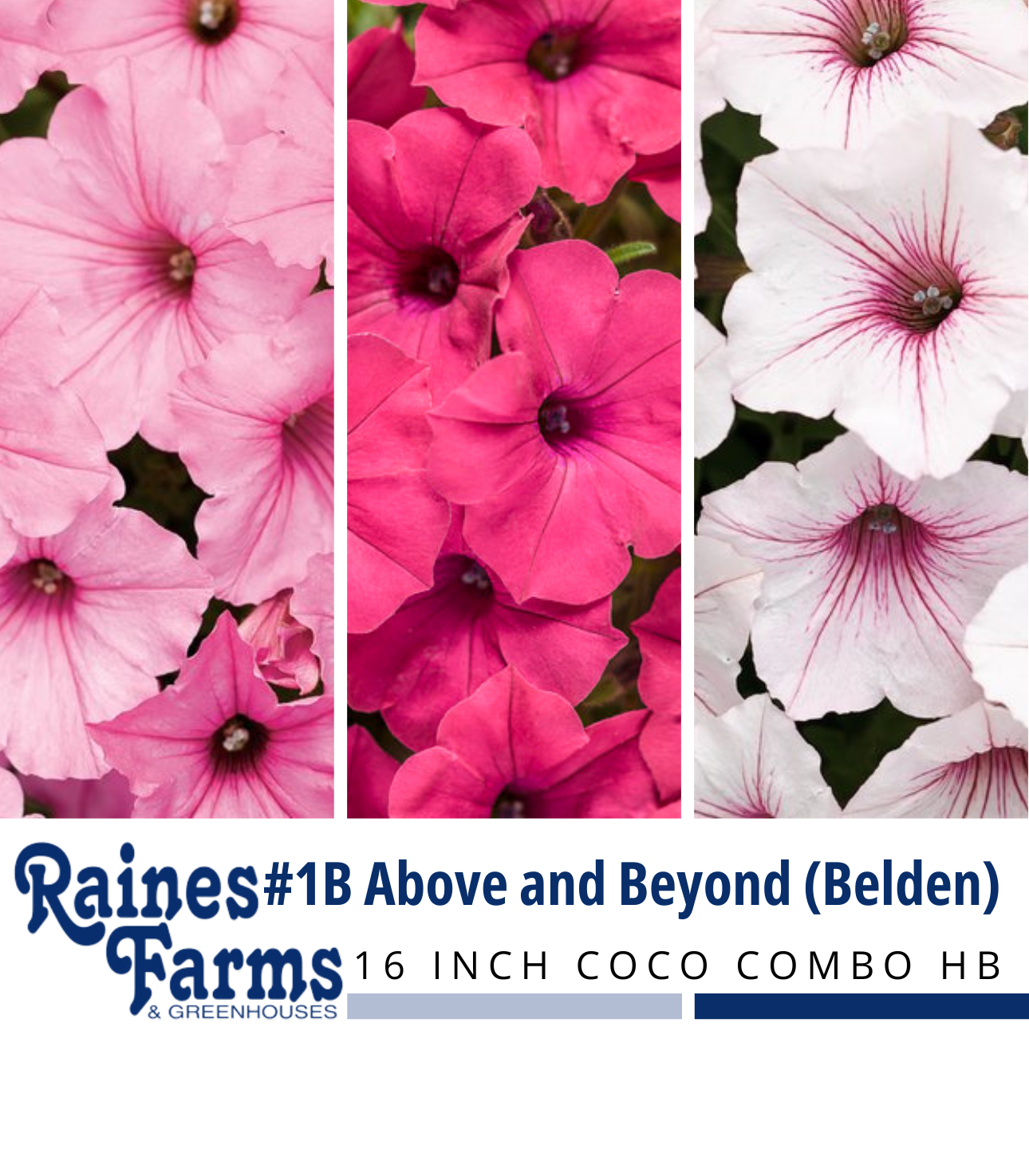 #1B: Above and Beyond (Belden) 16 Inch Coco Combo Hanging Basket